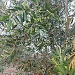 شقة Olive Paradise