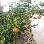 شقة Olive Paradise *