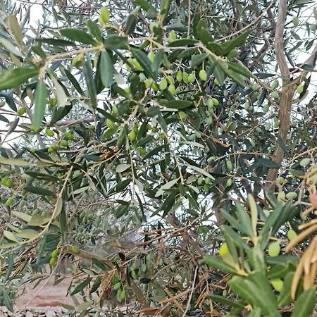 Apartmán Olive Paradise