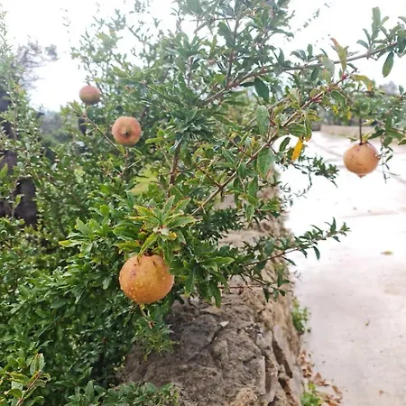 Apartmán Olive Paradise *